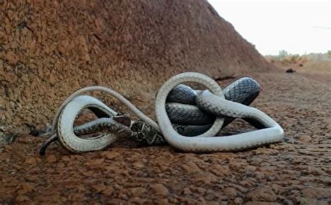 Incrível duelo entre cobra corre campo e cascavel vídeo CenárioMT