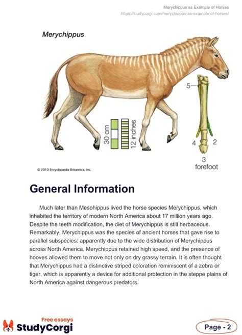 Merychippus as Example of Horses | Free Essay Example