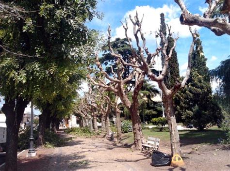 Brutal Poda En La Plaza San Mart N