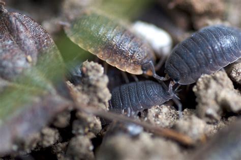 Woodlice under the lodge – Bugs In Our Backyard