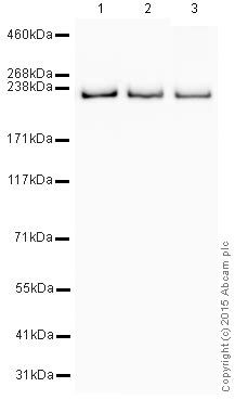 HRP Anti Non Muscle Myosin IIA Antibody EPR8965 Ab205470 Abcam