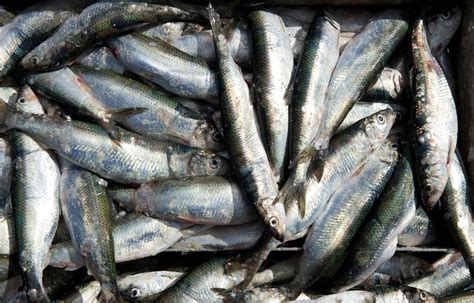 Nordsee Fischer D Rfen Mehr Seelachs Und Weniger Schellfisch Fischen