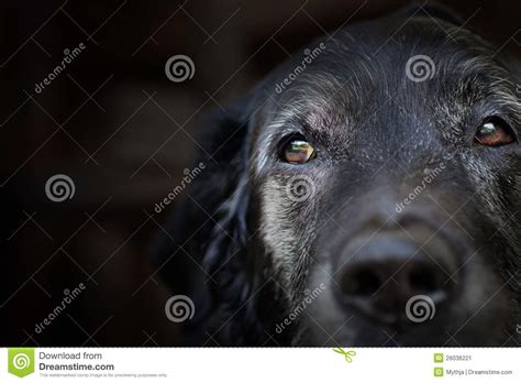 老拉布拉多猎犬。 库存图片 图片 包括有 查找 耳朵 背包 逗人喜爱 宏指令 眼睛 题头 小狗 26036221