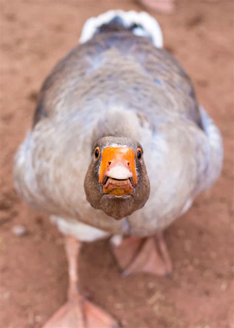 Wait... Geese Have Teeth?! Goose Teeth Pictures, Facts, Debunked Myths ...