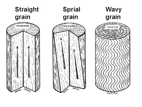 Wood Macroscopic Wood Anatomy Features Figure Grain