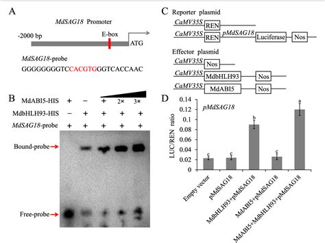 Figure From Apple E Ligase Mdpub Mediates Ubiquitin Dependent