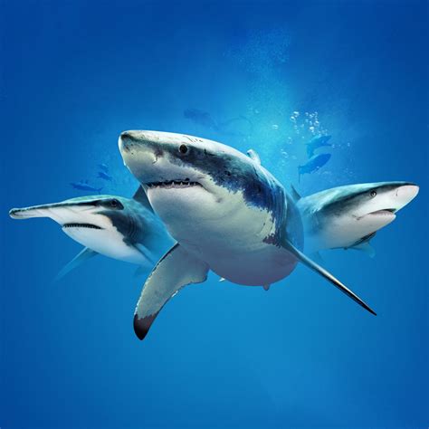 Shark Week 2021 Starts July 11 The Latest Shark Week 2024 News On