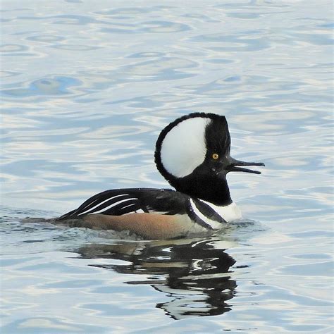 Hooded Merganser Burlington Ontario Canada Jan Mersey Flickr