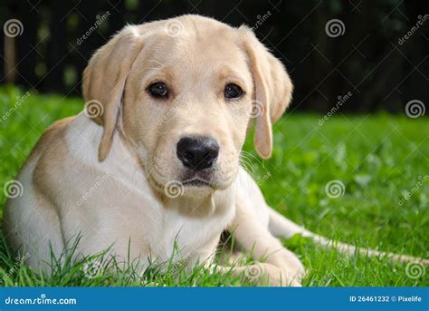 Perrito De Labrador Foto De Archivo Imagen De Adorable 26461232