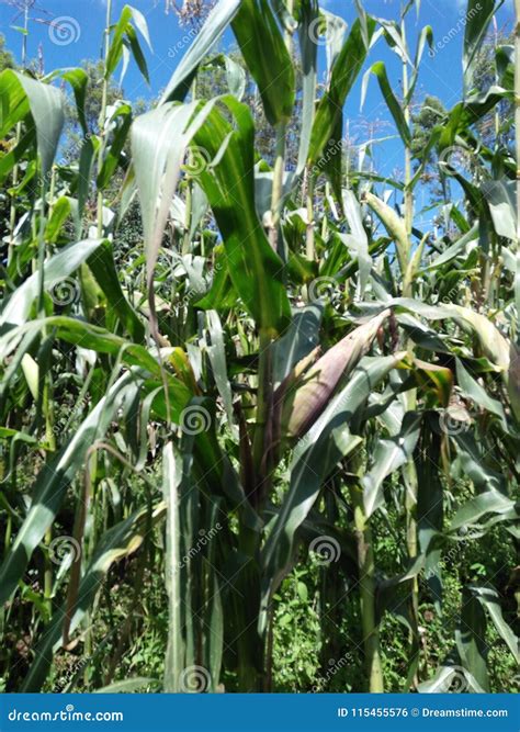 Maize stock photo. Image of seven, plantation, months - 115455576