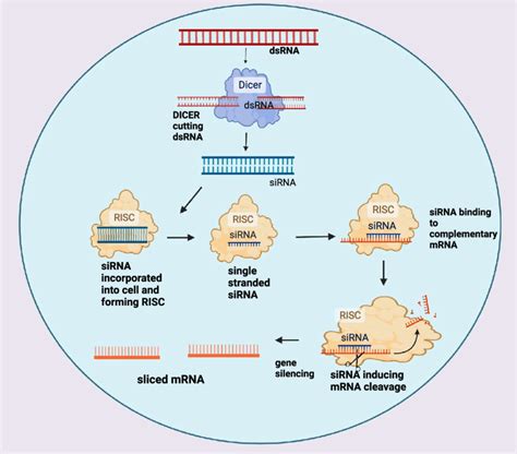 Sirna Gene Silencing Using Dicer Enzyme To Cut Double Stranded Rna And