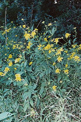 Rudbeckia laciniata - Morning Sky Greenery