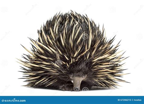 Short Beaked Echidna Isolated On White Stock Image Image Of Wild