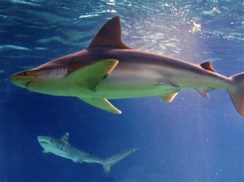 Swim with sharks in Maui - Hellotickets