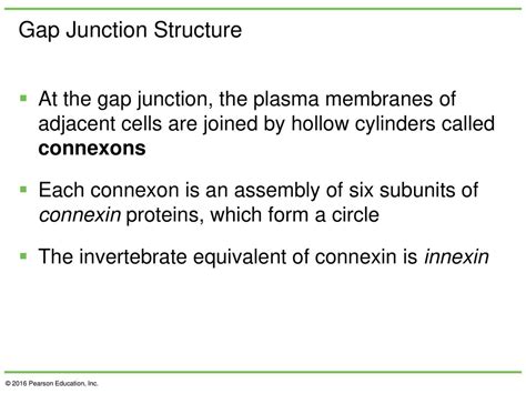 Chapter 15 Beyond The Cell Cell Adhesions Cell Junctions And