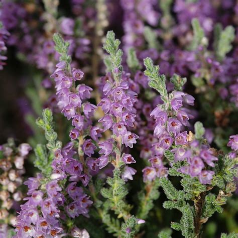 Calluna Vulgaris ‘silver Knight Find Haveplanter