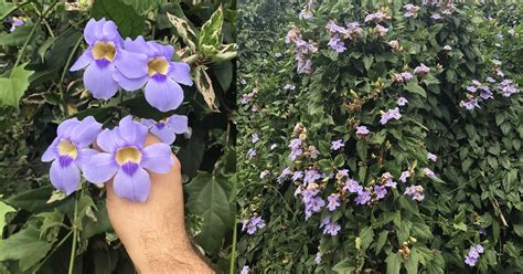 Tumbergia Trepadeira - Viveiro Ciprest - Plantas Nativas e Exóticas: Tumbérgia Azul Trepadeira ...