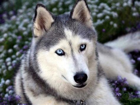 Husky Siberiano Cães