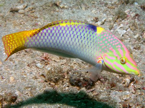 Reef Wrasse: Aquarium Duty - REEFEDITION