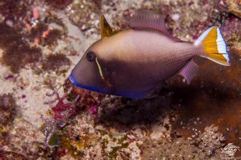 Halfmoon Triggerfish Facts And Photographs Seaunseen