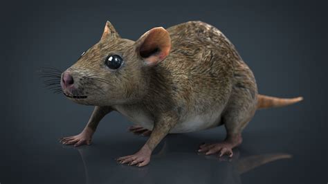 3d Model Realistic Rat Vr Ar Low Poly Cgtrader