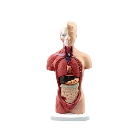 Buy Ciko Body Anatomy Model 26cm Human Torso Modell Anatomy Anatomical