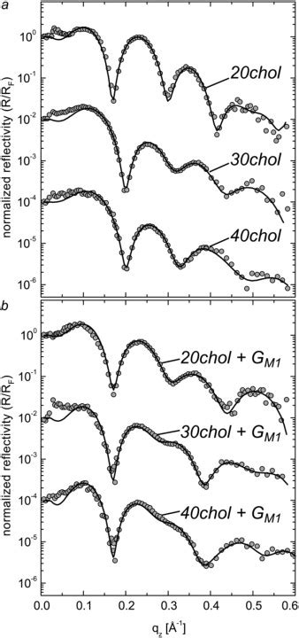 Asymmetric Structural Features In Single Supported Lipid Bilayers