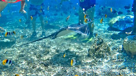 Snorkeling In Bora Bora Where To Find The Best Snorkeling Tahiti