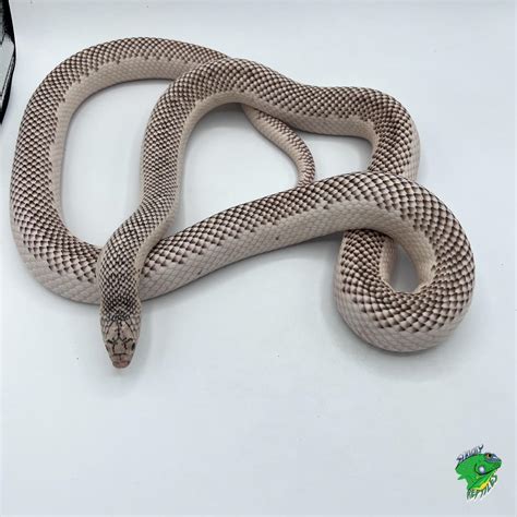 Flame Brooks X Goini King Snake Baby Strictly Reptiles Inc