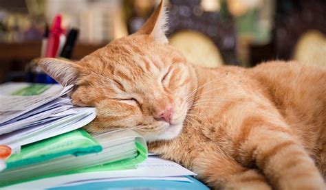 5 Choses à Savoir Sur Le Sommeil Des Chats