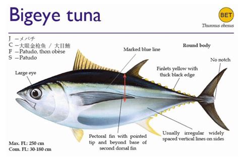 Bigeye Tuna Fishing Guide How To Catch Tuna