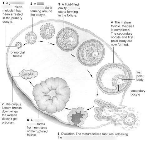 Histology Of The Ovary Diagram Quizlet