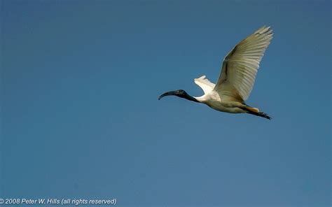 Ibis Black-Headed (Threskiornis melanocephalus) juvenile in flight ...