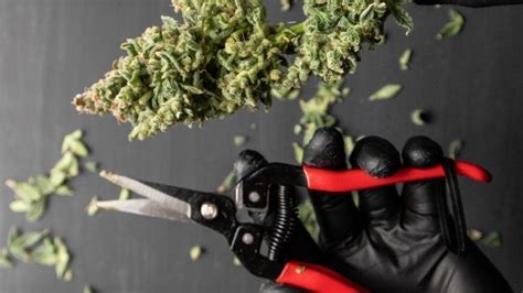 How to harvest Cannabis plants indoors: a guide for beginners