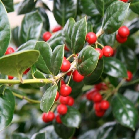 Ilex Aquifolium Nellie Stevens Agrifoglio Vendita Piante Online