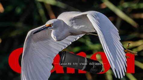 mm   favorite focal length  wildlife  canon rf mm