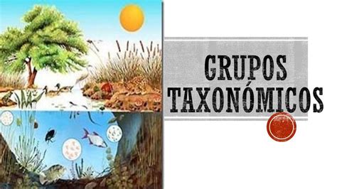 Grupos Taxon Micos Sofia Moyon Udocz