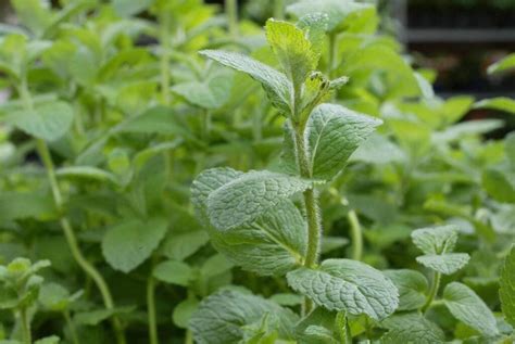 Menthe verveine agastache Comment cultiver et utiliser ces plantes à