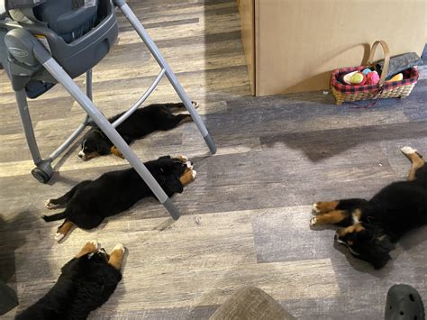 Christina Chagoya - Greenfield Puppies