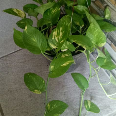 Jual Tanaman Hias Epipremnum Pothos Golden Rimbun Sirih Gading Gold