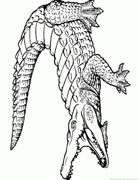 Alligator Coloring Pages