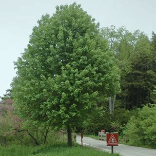 Chicagoland Grows Plant Introduction Program The Morton Arboretum