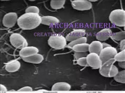 Ppt Archaebacteria Powerpoint Presentation Free Download Id 3139941