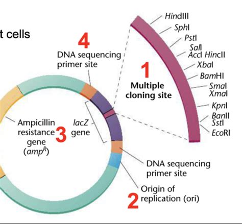 Recombinant Dna Technology And Genomic Analysis Flashcards Quizlet