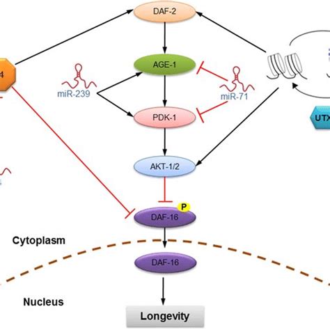 Pathways That Regulate Aging In C Elegans Activation Of Insulin IGF