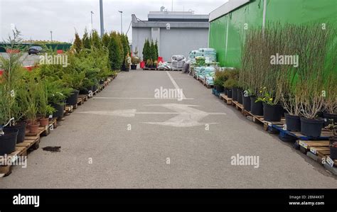 Ukraine, Kiev - May 07, 2020. Garden center selling plants. Seedlings ...