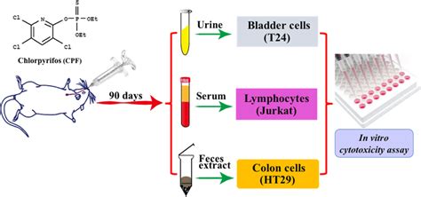 Schematic Illustration Of The Experiments With In Vitro Cytotoxicity Of