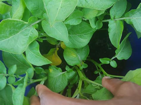 Potato Leaves Turning Yellow Early at Randall Lewandowski blog