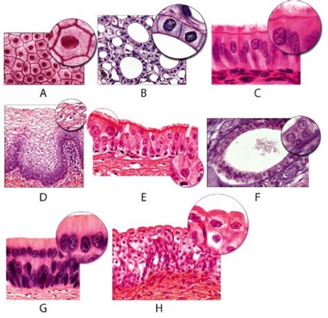 Epithelial Tissues Flashcards Quizlet