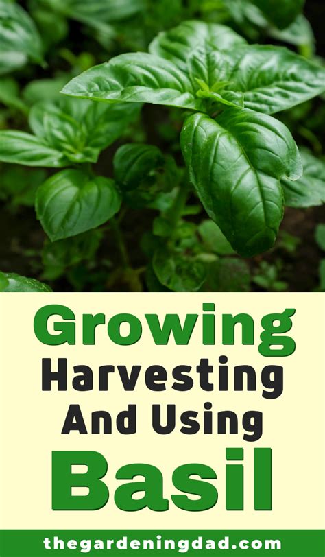 How To Grow Basil From Seed In 5 Easy Steps 2023 Guide Growing